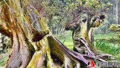宝岛台湾之旅：千年的红桧树根